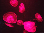 DSCF1974