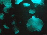 DSCF1978