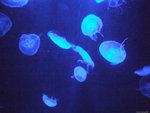 DSCF1981