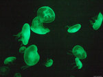 DSCF1984