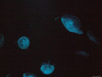 DSCF1988