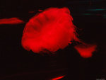 DSCF1993