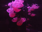 DSCF2000
