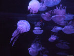 DSCF2003