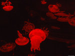 DSCF2008
