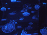 DSCF2010