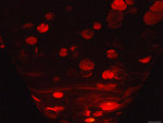 DSCF2024