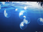 DSCF2054