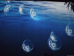 DSCF2058
