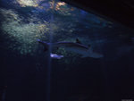 DSCF2061