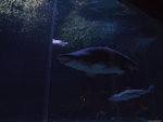 DSCF2064