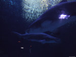 DSCF2065