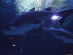 DSCF2066