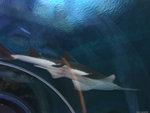 DSCF2068