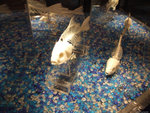 DSCF2071