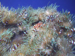 DSCF2096