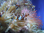 DSCF2100