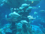 DSCF2142