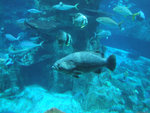 DSCF2146