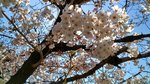 IMG_20170404_134741_HDR