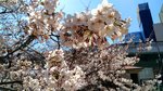 IMG_20170404_134807_HDR