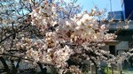 IMG_20170404_134811_HDR