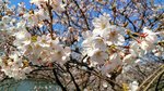 IMG_20170404_144232_HDR