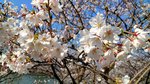 IMG_20170404_144234_HDR