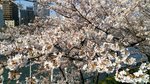 IMG_20170404_145718_HDR
