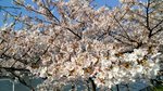 IMG_20170404_145725_HDR