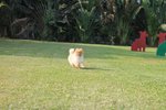 IMG_4333