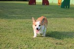 IMG_4383