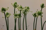 IMG_1959