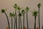 IMG_1960