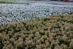 IMG_1968
