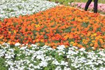 IMG_1979