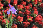 IMG_2013