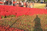 IMG_2060