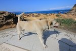 IMG_9393