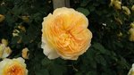 IMG_20160516_171233