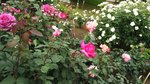 IMG_20160516_171335