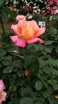 IMG_20160516_171425