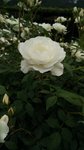 IMG_20160516_171442