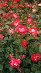 IMG_20160516_171452