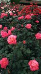 IMG_20160516_171714