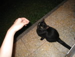 這裡有很多貓貓呢_呢隻最靚&乖的黑貓跟Kaki玩