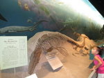 深海大魚化石