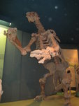 這動物的骨幹是這樣的-成隻巨人咁