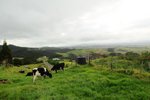 草地和空氣咁清新-唔怪得NZ出產的牛奶和牛肉都咁高質素