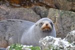 fur seal: 望咩呀望